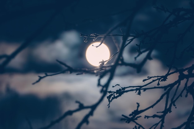 Lua cheia atrás de galhos de árvores à noite, nuvens nebulosas da meia-noite