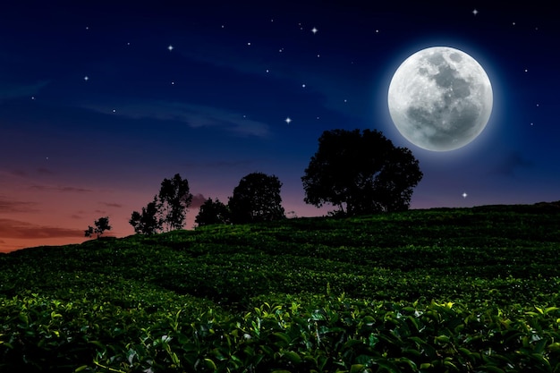 Lua cheia e estrelas sobre campo agrícola