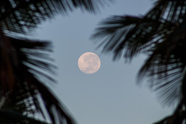 Lua cheia entre as folhas de palmeira pela manhã no Rio de Janeiro