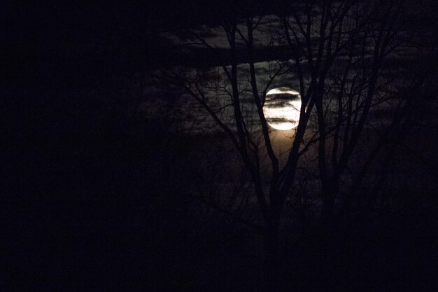 Lua vista através de árvores de silhueta à noite