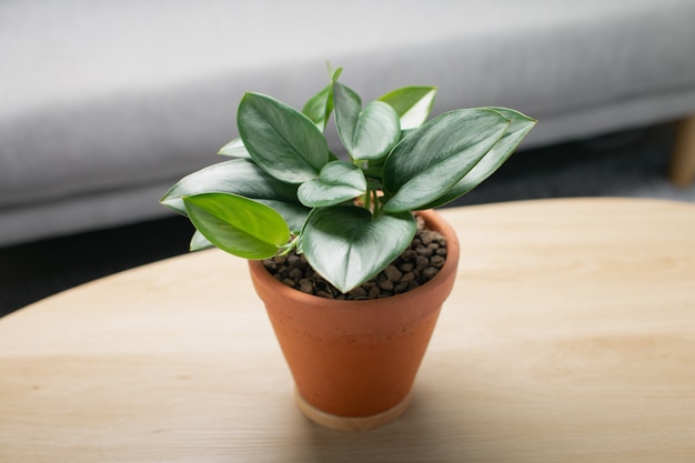 Luar de scindapsus treubii em panela de barro na mesa de madeira na sala de estar. planta de casa. plantas de purificação de ar (para interiores)