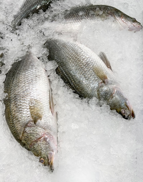 Lubina cruda sobre hielo Pescado fresco de lubina a la venta en el restaurante de mariscos del mercado