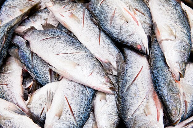 Lubina fresca en el mercado para el fondo