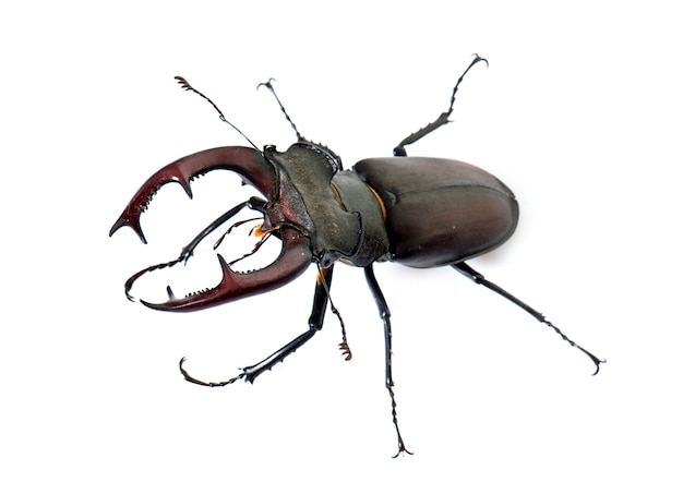 Lucanus cervus aislado