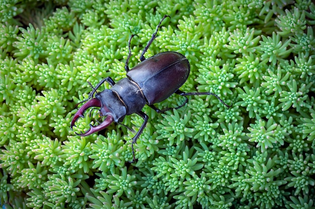 Lucanus cervus, el escarabajo volante europeo, es una de las especies más conocidas de escarabajo volante.