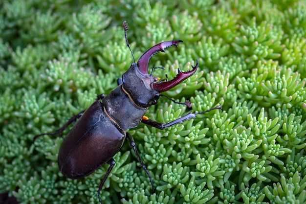 Foto lucanus cervus, el escarabajo volante europeo, es una de las especies más conocidas de escarabajo volante.