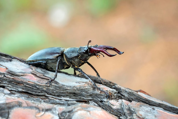 Lucanus cervus, el escarabajo volante europeo, es una de las especies más conocidas de escarabajo volante.