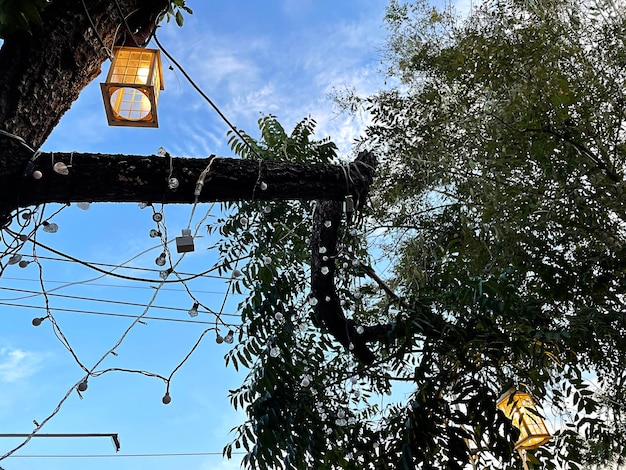 Luces colgantes de árboles en el jardín