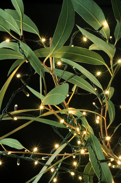 Luces de hadas y hojas de árbol de goma sobre fondo negro