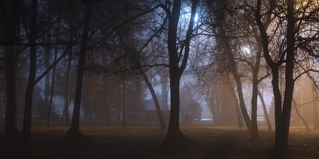 luces de linterna en la carretera en el bosque en la niebla