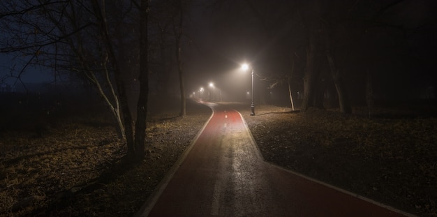 luces de linterna en la carretera en el bosque en la niebla