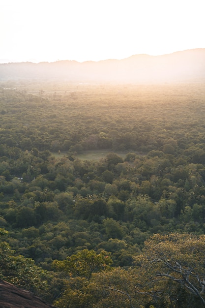 Luces de la mañana en la selva en Sri Lanka