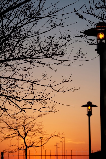 Luces del parque público y ramas de árboles al amanecer.