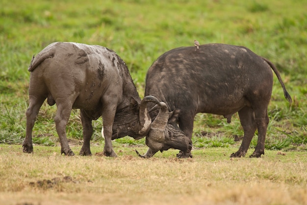 Lucha de búfalo