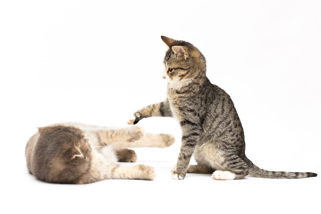 Lucha contra los gatos de Bengala delante de un fondo blanco