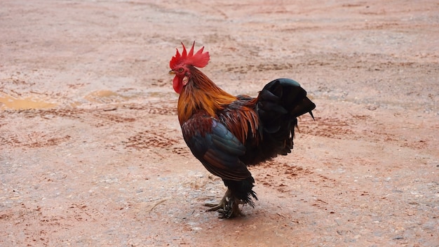 Luchador de pollo tailandés