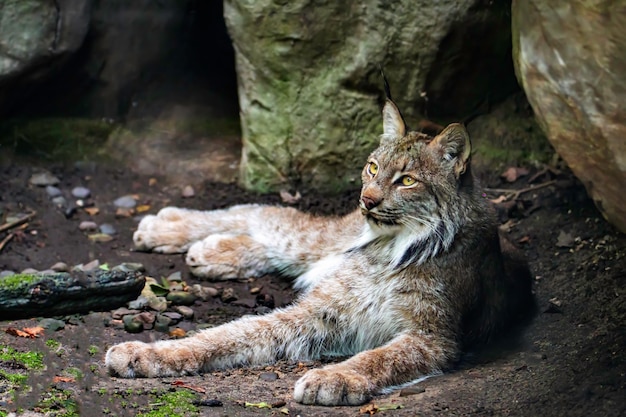 Luchs entspannt in seinem Lebensraum