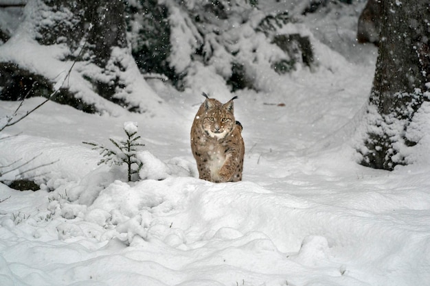 Luchs im Schneeporträt kommt zu dir