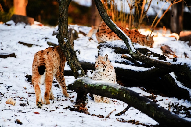 Luchs im Winter