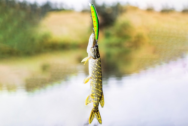 Lucio en un cebo giratorio Pez en el anzuelo Lucio de pesca a spinning en lagos Un lucio de cerca Pesca de lucio en aguas tranquilas Pesca Primer plano cerrado de un anzuelo Pescador y lucio