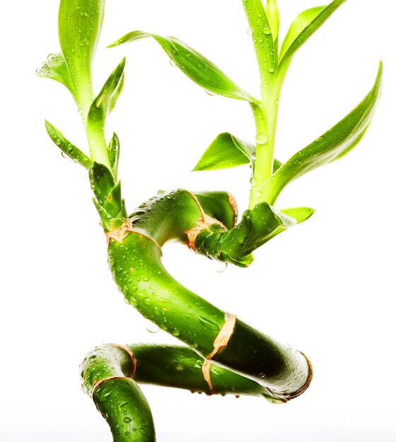 lucky bamboo