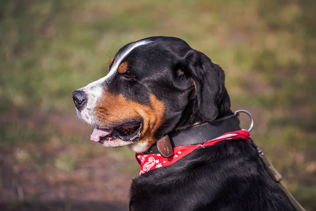 Lucky Bernese Berner Sennenhund Großer Hund auf der grünen Wiese. Porträt des großen Haushundes. Ein wunderschönes Tier mit einem Halstuch am Hals.