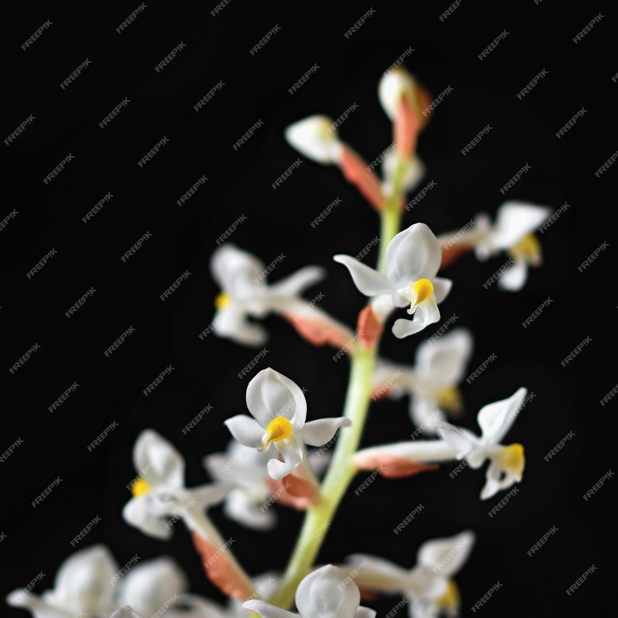 Ludisia discolor jewel orchid una hermosa flor blanca floreciente sobre un  fondo negro limpio | Foto Premium