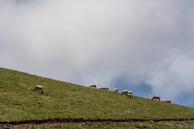 lue céu nuvens brancas e água do lago Qinghai Lake tem cavalos, ovelhas e gado nas pastagens