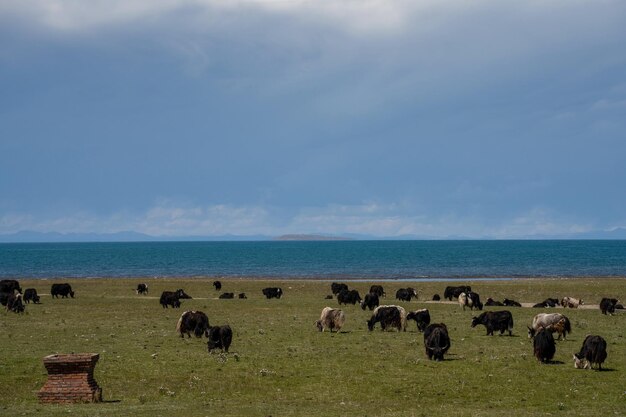 lue sky nubes blancas y agua del lago Qinghai Lake tiene caballos, ovejas y ganado en los pastizales