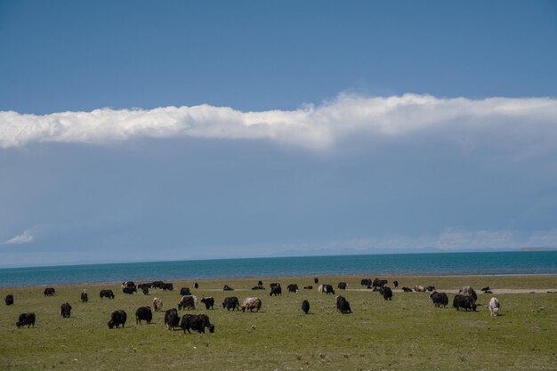 lue sky nubes blancas y agua del lago Qinghai Lake tiene caballos, ovejas y ganado en los pastizales