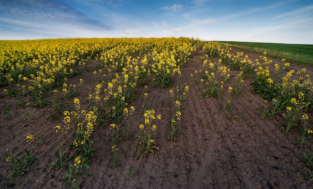 Lücken von einem Rapsfeld mit gelben Blüten und grünen Pflanzen