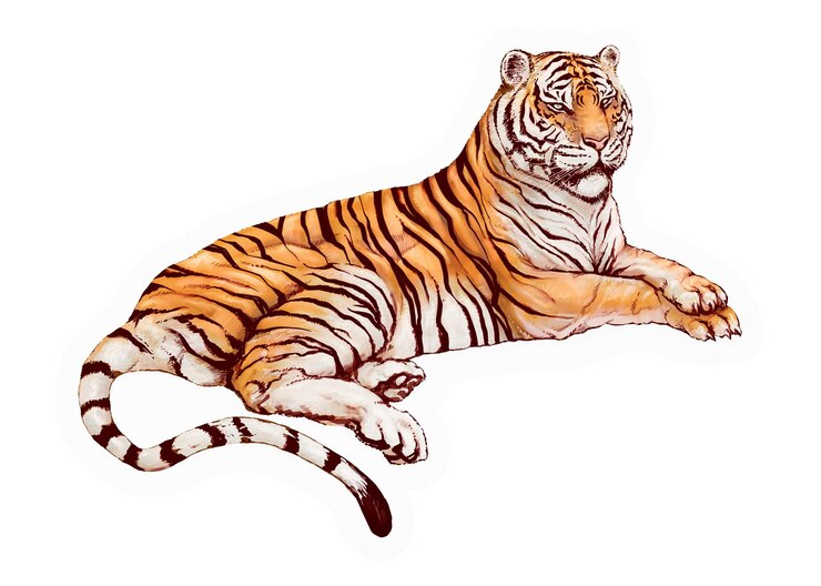 Foto lügender tiger png aufkleber zeichnung illustration durchsichtiger hintergrund