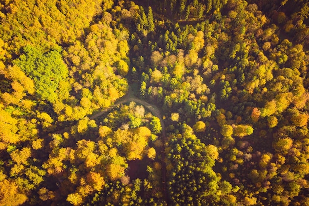 Luftansicht des Herbstwaldes in Südstyrien Grünes Herz Österreichs