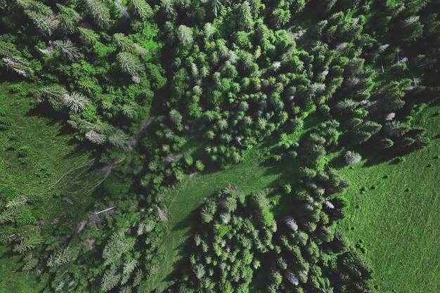 Luftansicht des Sommergrünwaldes. Drohnenschuss