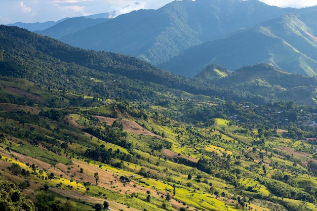 Luftansicht des Waldbaums Regenwaldökosystem und gesunde Umwelt Konzept und Hintergrund