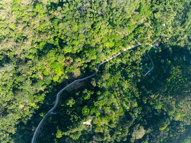 Luftansicht Drohnenkamera Regenwaldbäume