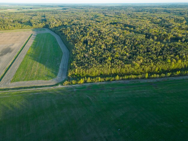 Luftansicht eines Ackerfeldes entlang des Waldes Die Spitzen der Bäume werden von den Strahlen der untergehenden Sonne beleuchtet Die Grenze zwischen dem Wald und dem Feld ist eine Sicht von oben