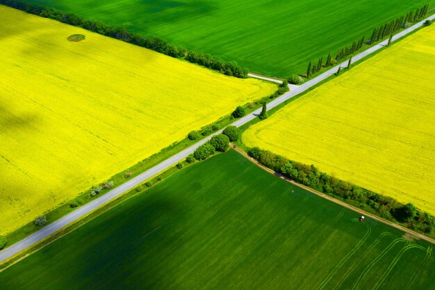 Luftansicht gelbes blühendes Rapsfeld