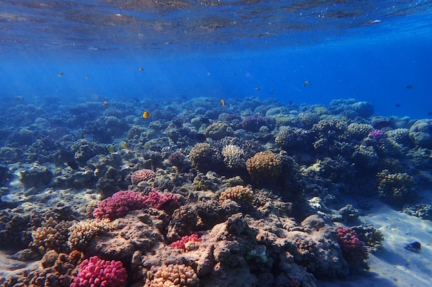 Luftansicht von Korallen unter Wasser