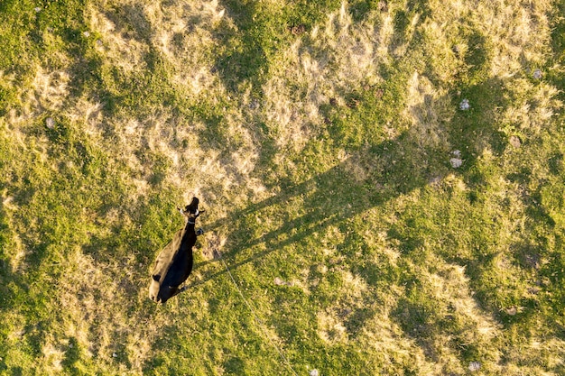 Luftansicht von oben nach unten einer Kuh, die allein auf grüner Wiese weidet, beleuchtet durch Sonnenuntergangslicht im Sommer.