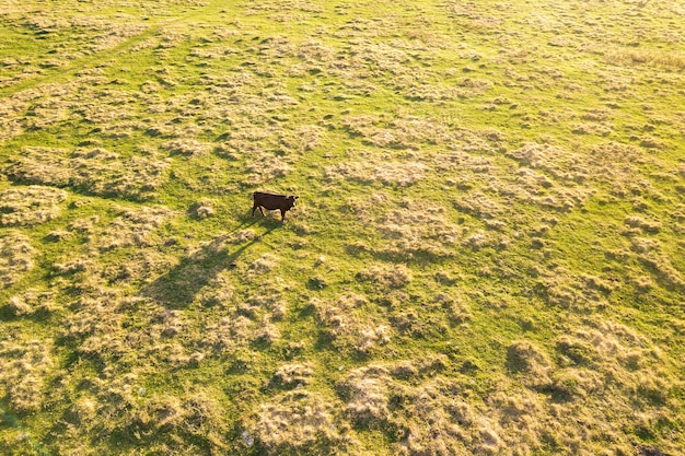 Luftansicht von oben nach unten einer Kuh, die allein auf grüner Wiese weidet.