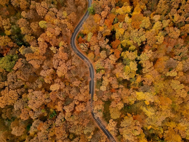 Luftaufnahme an der Straße im schönen Herbstwald