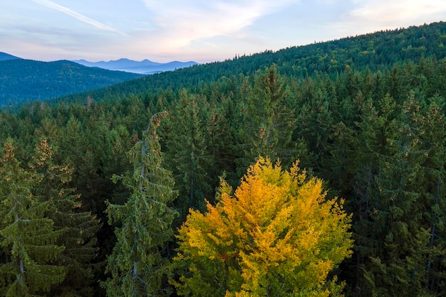 Luftaufnahme der atemberaubenden Landschaft mit dunklen Berghügeln, die bei Sonnenaufgang im Herbst mit Waldkiefern bedeckt sind Wunderschöner wilder Wald im Morgengrauen