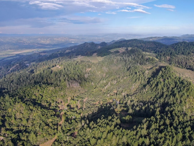 Luftaufnahme der grünen Hügel mit Bäumen im Napa Valley, Kalifornien, USA