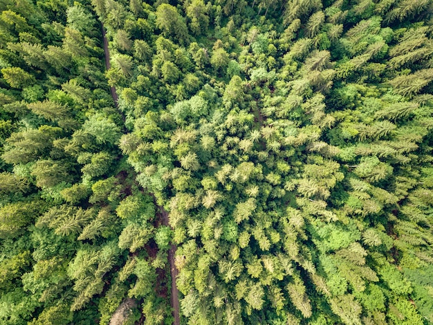 Luftaufnahme der grünen Karpatenberge bedeckt mit immergrünem Fichtenkiefernwald an einem sonnigen Sommertag.