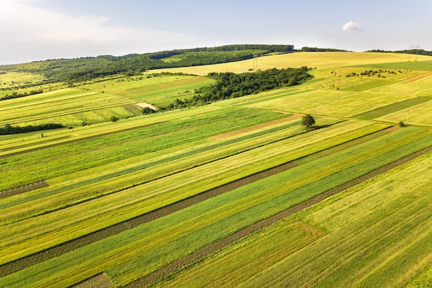 Luftaufnahme der grünen landwirtschaftlichen Felder im Frühjahr mit frischer Vegetation nach der Aussaat an einem warmen sonnigen Tag