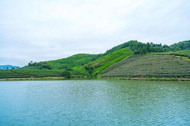 Luftaufnahme der Insel Thanh Chuong, Tee-Hügel, grüne Landschaft, Hintergrund, grünes Blatt, Thanh Chun Nghe, Vietnam