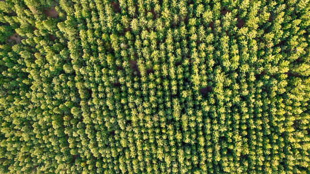 Luftaufnahme der Kiefernplantage in den Bergen, in den Anden. Ansicht von oben