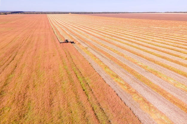 Luftaufnahme der ländlichen Landschaft Kombiner, der auf dem Feld arbeitet, sammeln Saatgut, die Weizenernte im Spätsommer, die landwirtschaftliche Maschine, die die goldenen Reifen Birdeye-Drohne sammelt