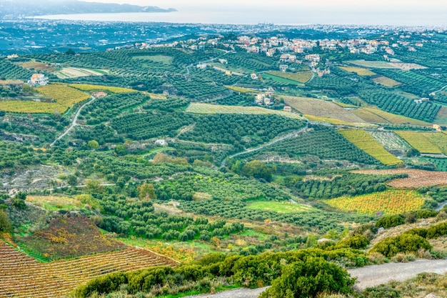 Luftaufnahme der Landschaft mit Olivenbäumen und Bergen auf Kreta